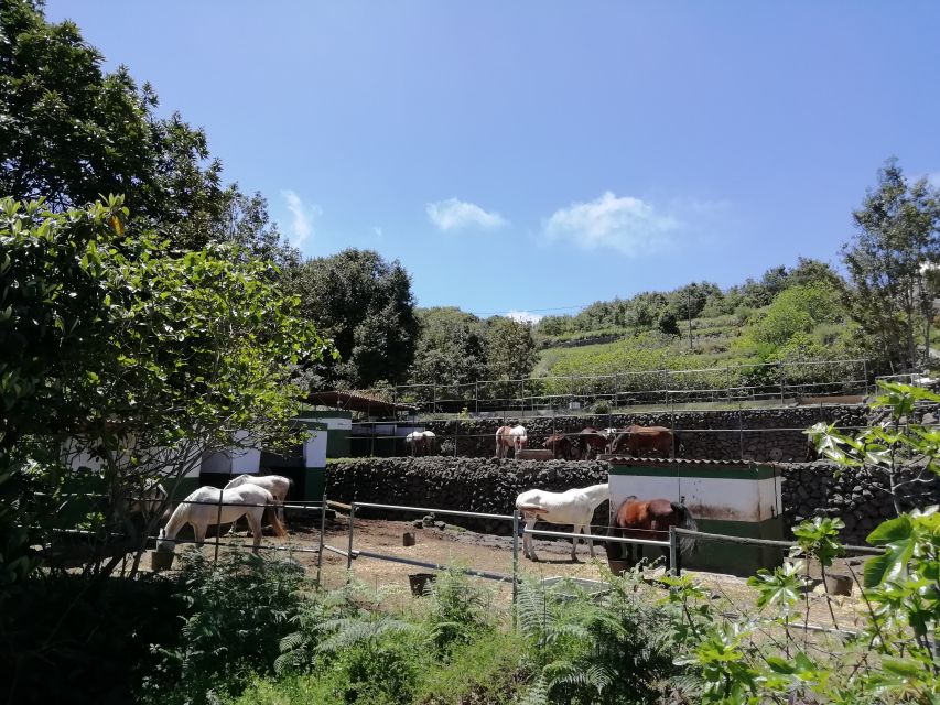 Tenerife: Guided Horseback Riding Tour to the Lomo Forest - The dogs on site: friendly, but still a factor