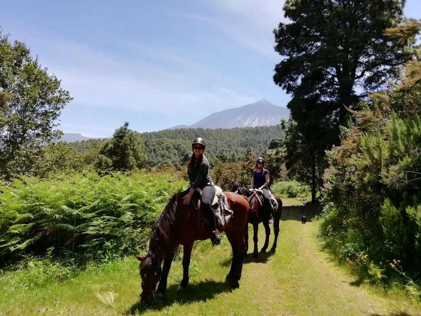 Tenerife: Guided Horseback Riding Tour to the Lomo Forest - What to bring, what to wear, and what not to do