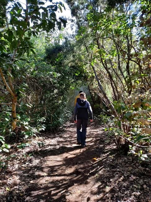Tenerife: Guided tour guide in the Anaga Rural Park - Key highlights in plain English