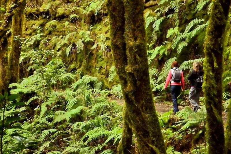 Tenerife: Guided tour guide in the Anaga Rural Park - Anaga’s UNESCO Biosphere: the laurel forest you came for