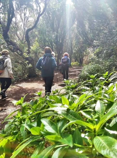 Tenerife: Guided tour guide in the Anaga Rural Park - Bosque de los Enigmas trail: what you’ll experience on the path