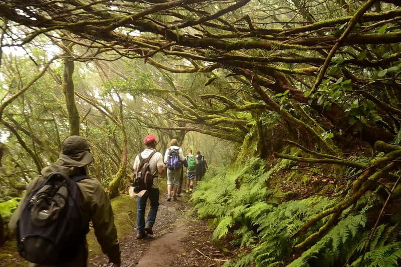 Tenerife: Guided tour guide in the Anaga Rural Park - Terrain and timing: how the 3-hour walk really feels