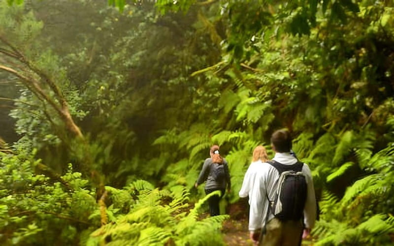 Tenerife: Guided tour guide in the Anaga Rural Park - Cruz del Carmen meetup and what the start means for your morning