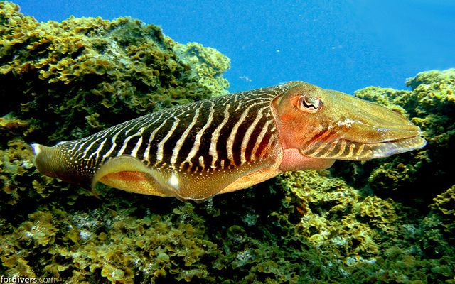 Tenerife: Half-Day Snorkeling Tour - Should you book the Tenerife half-day snorkeling tour?