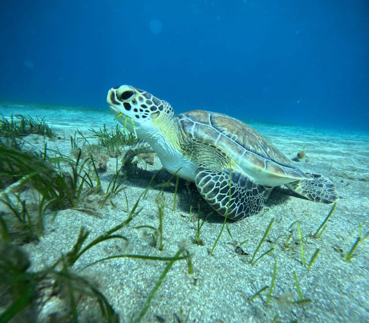 Tenerife: Half-Day Snorkeling Tour - Why Abades Bay snorkeling feels more straightforward than most