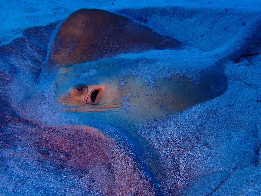 Tenerife: Half-Day Snorkeling Tour - Price and value: what $69 is really covering