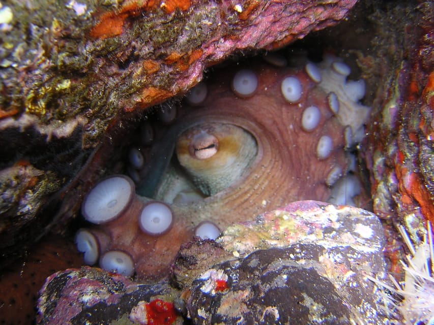 Tenerife: Half-Day Snorkeling Tour - Who should book this tour (and who might not)