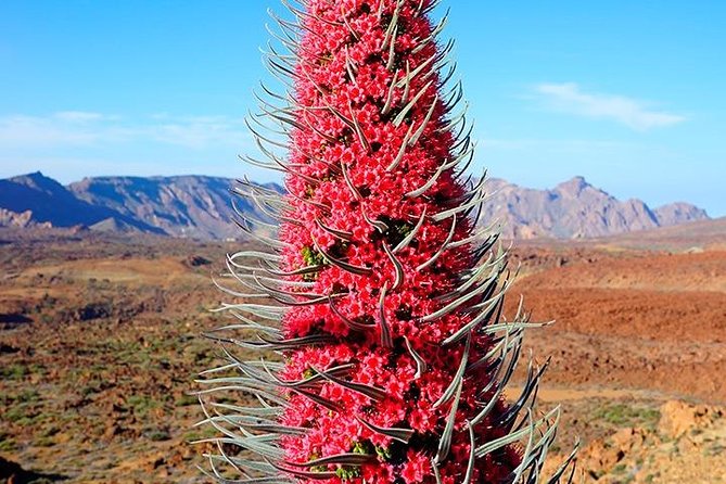 Tenerife Highlights Full-Day Tour - Vilaflor: the cool foothill town break you’ll appreciate after Teide