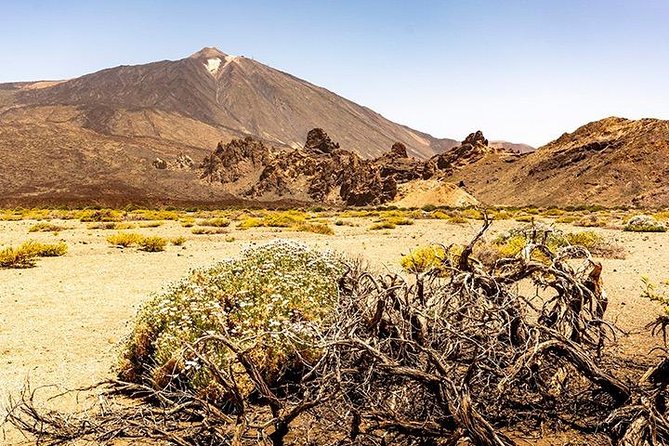 Tenerife Highlights Full-Day Tour - Icod Los Vinos and Parque del Drago: Drago Tree + lunch your way