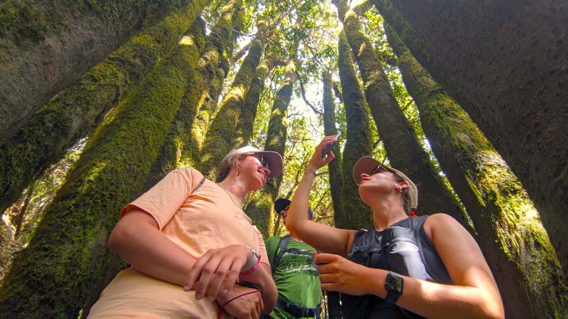 Tenerife: Hiking Tour Above Masca & Enchanted Forest - Key highlights you’ll feel right away