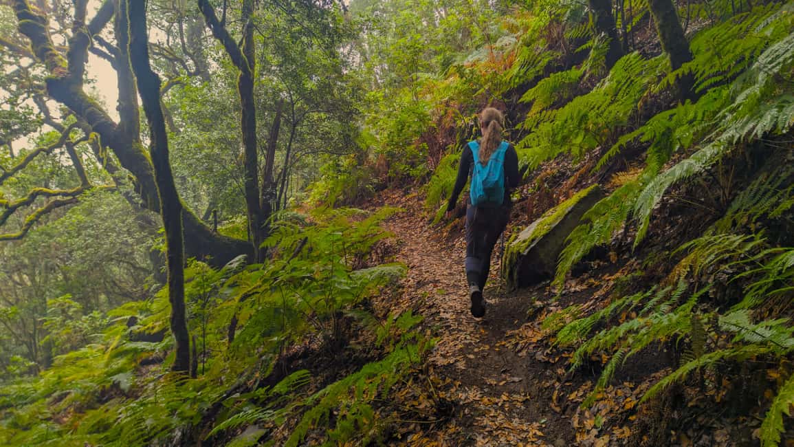 Tenerife: Hiking Tour Above Masca & Enchanted Forest - From South Tenerife pickup to real hiking time