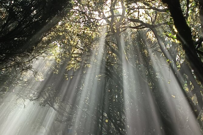 Tenerife: Hiking Tour in Anaga Mountains and Enchanted Forest - Mountain Trails With Narrow Paths: What the Terrain Really Means