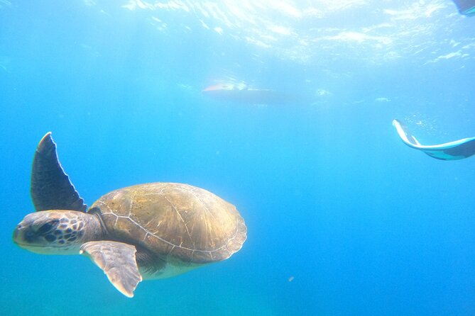 Tenerife: Kayak and snorkel with marine life safari - Wildlife odds, safety, and what to do if conditions turn rough