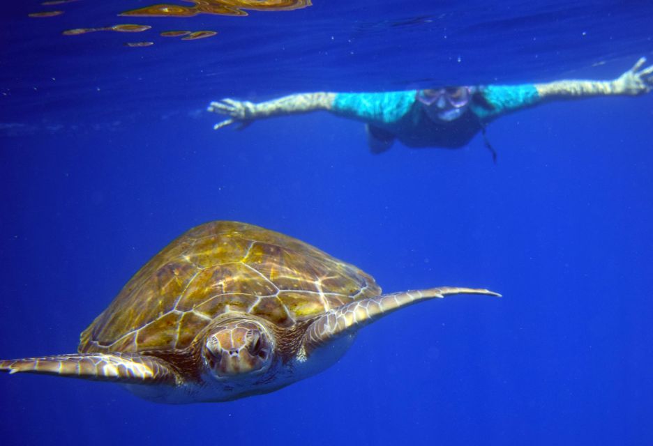 Tenerife: Kayak and Snorkel with Turtles, Wetsuits Included - Practical tips so you start confident