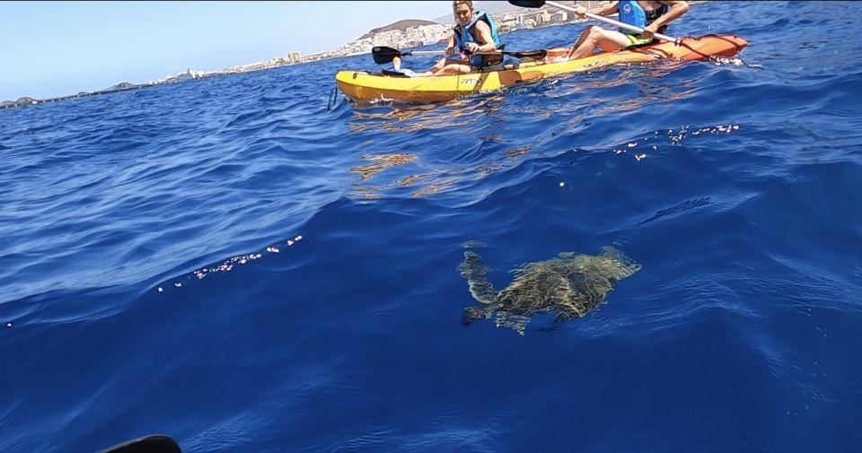 Tenerife: Kayak Safari and Sea Turtle Snorkeling with Photos - Los Cristianos to the Waterline: The Start That Sets the Tone