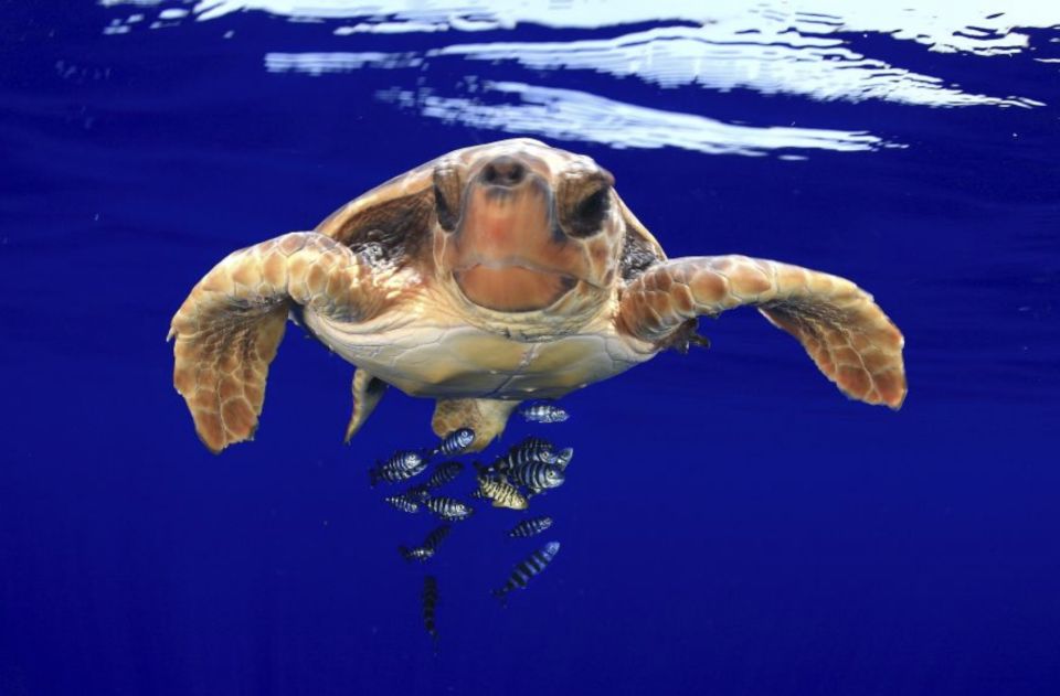 Tenerife: Kayak Safari and Sea Turtle Snorkeling with Photos - Tips to Make Your Wildlife Moment Better