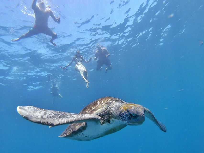 Tenerife: Kayak Safari and Sea Turtle Snorkeling with Photos - How the Guide Improves Your Chances (and Your Comfort)