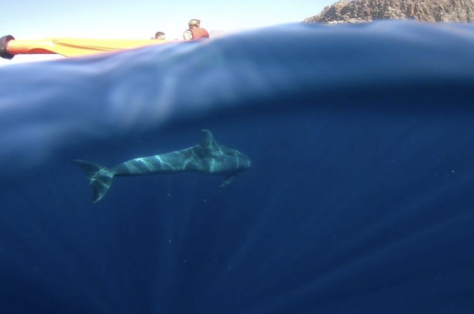 Tenerife: Kayak Safari and Sea Turtle Snorkeling with Photos - Gear and What to Bring: Your Checklist for a Smooth 3–3.5 Hours