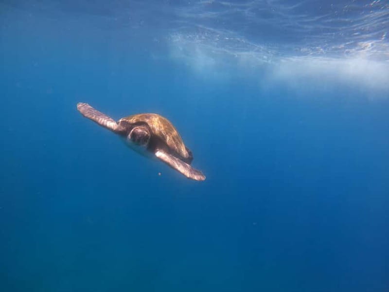 Tenerife: Kayak & Snorkel Tour with Snacks & Sea Life Safari - The guided basics: you’ll paddle sooner than you think