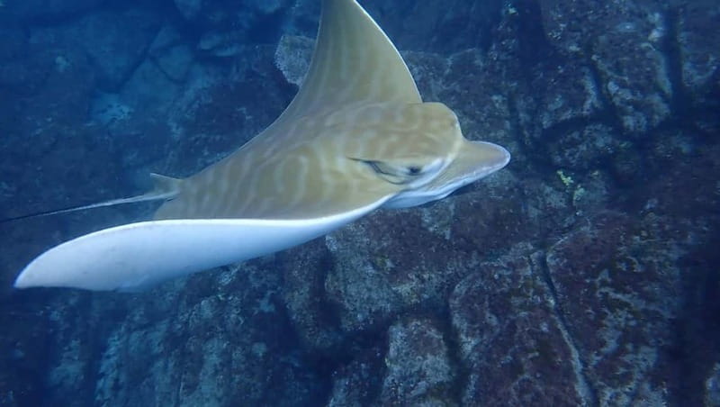 Tenerife: Kayak & Snorkel Tour with Snacks & Sea Life Safari - Sea life safari realism: turtles and dolphins, with help from the guides