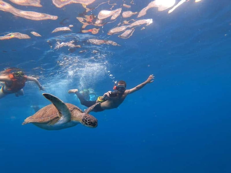 Tenerife: Kayak & Snorkel Tour with Snacks & Sea Life Safari - Starting at MANA KAYAK: easy gear-up, close to the beach