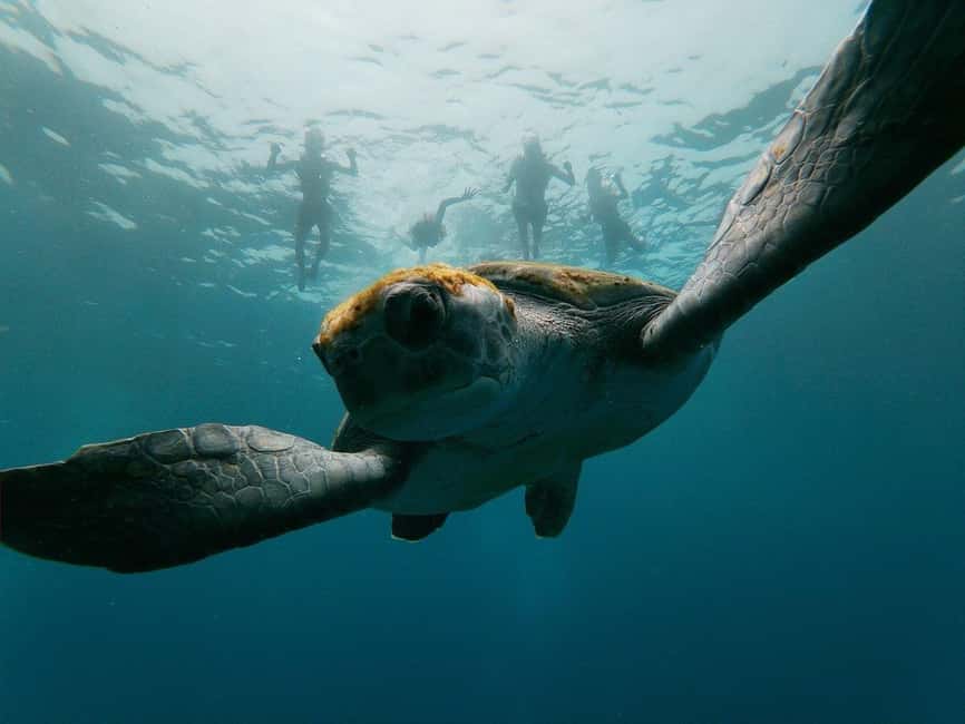 Tenerife: Kayak & Snorkeling, Marine Fauna Watching - Viewpoint kayaking: the first stretch and why you should pay attention