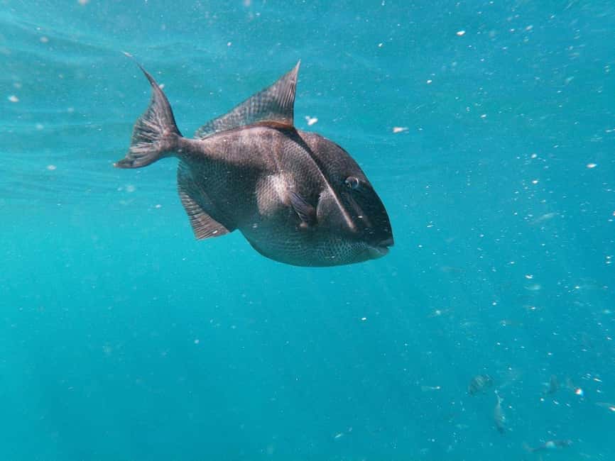 Tenerife: Kayak & Snorkeling, Marine Fauna Watching - Price and value: is $53 for 3 hours fair?