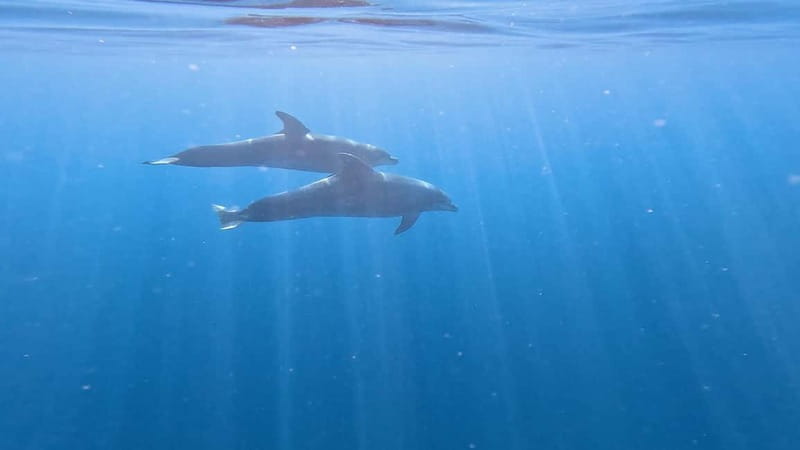 Tenerife: Kayak & Snorkeling Tour - Small Groups - Dolphin and marine life viewing time in the best spotting zone
