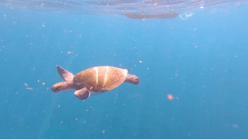 Tenerife: Kayak & Snorkeling Tour - Small Groups - Photos you can buy, or just enjoy the moment
