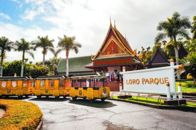 Tenerife: Loro Parque & Siam Park Entry Ticket with Transfer - Price and Value: Why $115 Can Make Sense