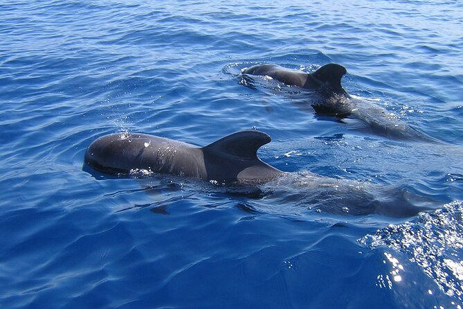 Tenerife Los Cristianos: Whale and Dolphin Eco-Yacht and Swim Stop - Key things to know before you go