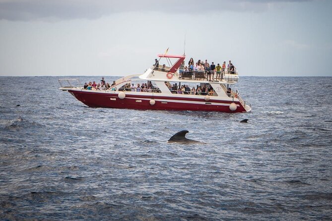 Tenerife Los Cristianos: Whale and Dolphin Eco-Yacht and Swim Stop - The Playa de Los Cristianos Swim Stop: Time to Get Wet