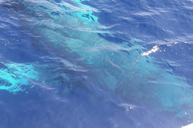 Tenerife Los Cristianos: Whale and Dolphin Eco-Yacht and Swim Stop - Best Time to Book: Go Later if You Can