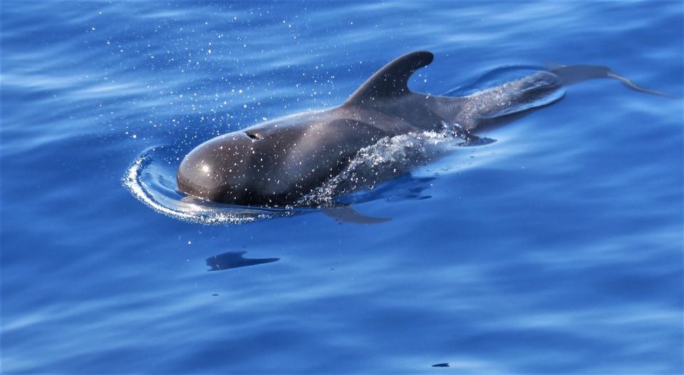 Tenerife: Los Gigantes Whale Watching Cruise by Sail Boat - Why this Los Gigantes sailing cruise is worth your time