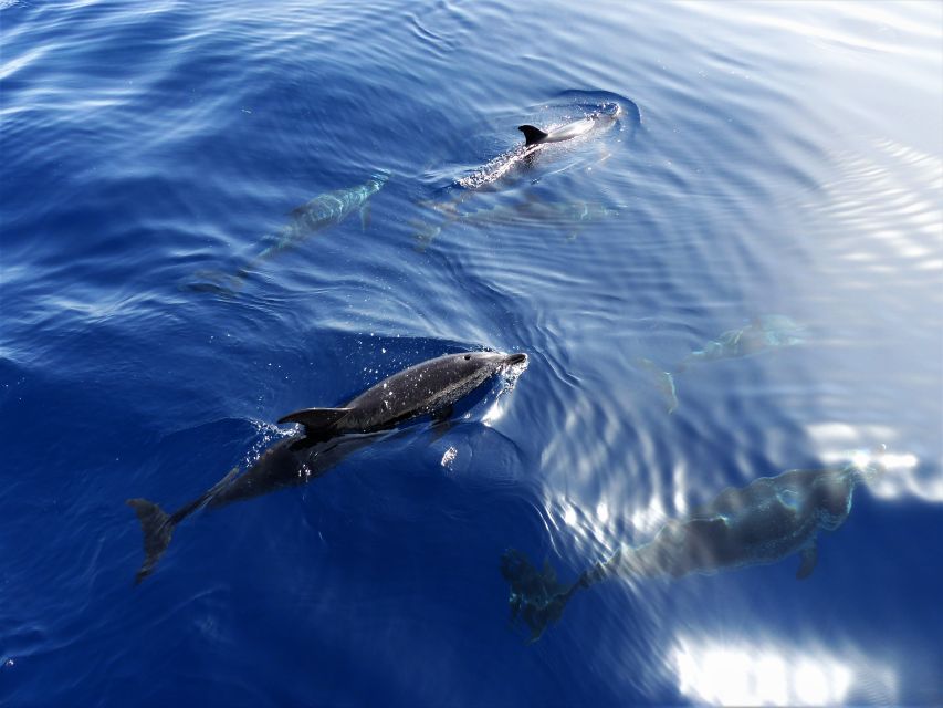 Tenerife: Los Gigantes Whale Watching Cruise by Sail Boat - Los Gigantes whale watching by sailboat: what you’re actually signing up for