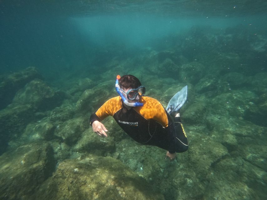 Tenerife: Puerto Colon Snorkel Safari by Speed Boat - Puerto Colón departure: quick transfer, clear expectations