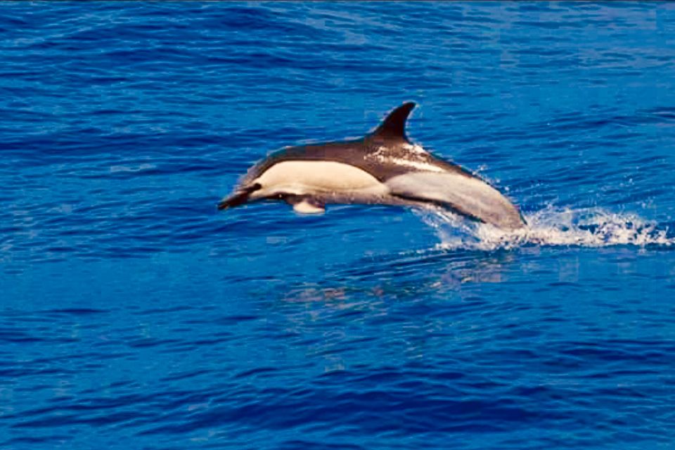 Tenerife: Sailboat Tour with Food and Snorkeling - Who Should Book This Sail Tour (and Who Might Not)