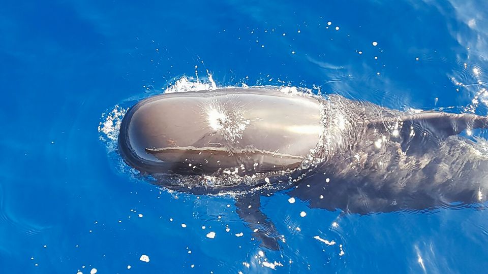 Tenerife: Sailboat Tour with Food and Snorkeling - From Puerto Colón to the Open Atlantic in 3 Hours
