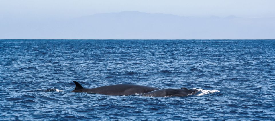 Tenerife: Sailboat Tour with Food and Snorkeling - Wildlife Watching Off Tenerife: What to Expect and What to Bring