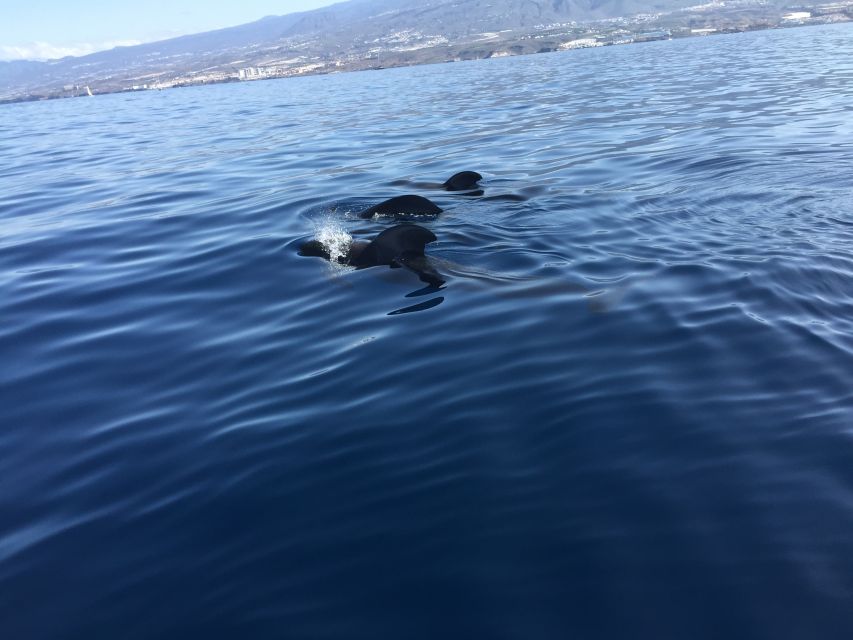 Tenerife: Sailing Excursion with Whale and Dolphin Watching - Key points before you go
