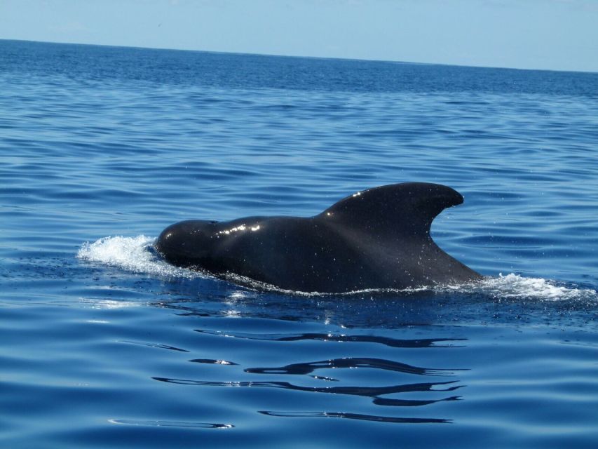 Tenerife: Sailing Excursion with Whale and Dolphin Watching - Tenerife’s south coast from the deck: what you’ll actually enjoy