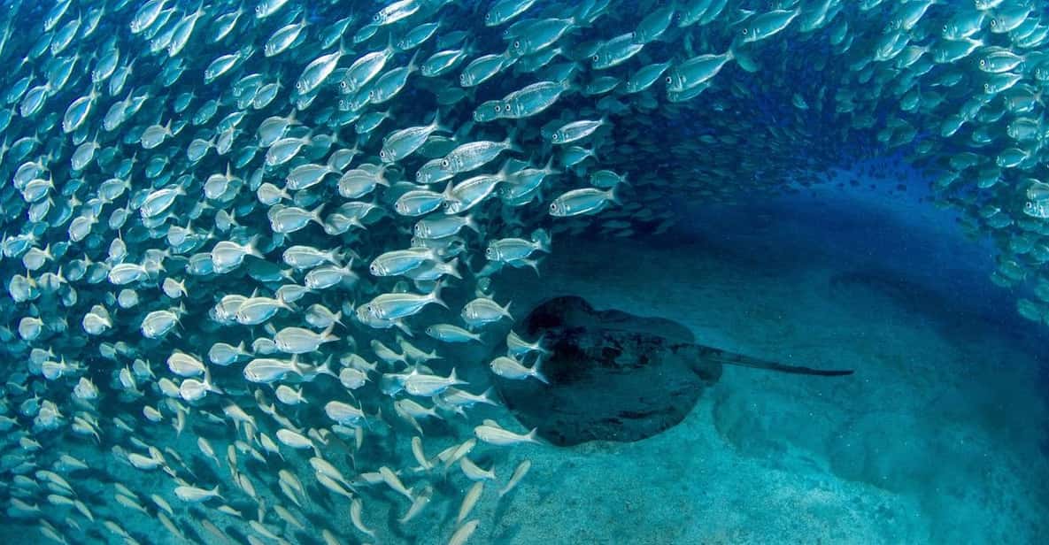 Tenerife: Scuba Diving Experience for Every Level - Key Points You’ll Care About