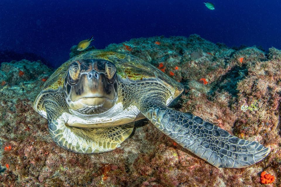 Tenerife: Scuba Diving Experience for Every Level - Arriving at Playa de las Vistas and Getting Set Up Fast