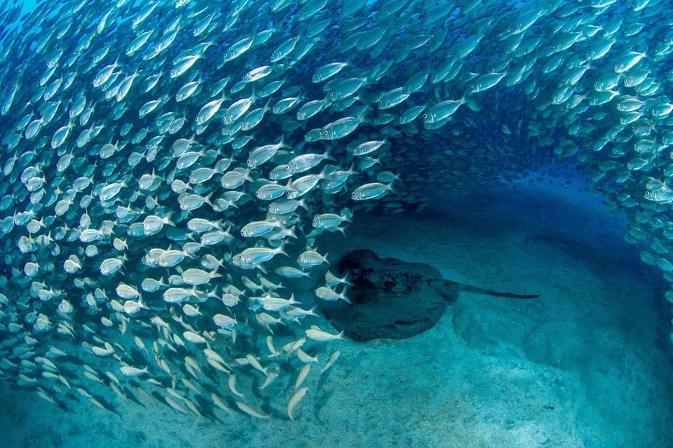 Tenerife: Scuba Diving Experience for Every Level - Small Group Coaching (Up to 3) Makes the Difference