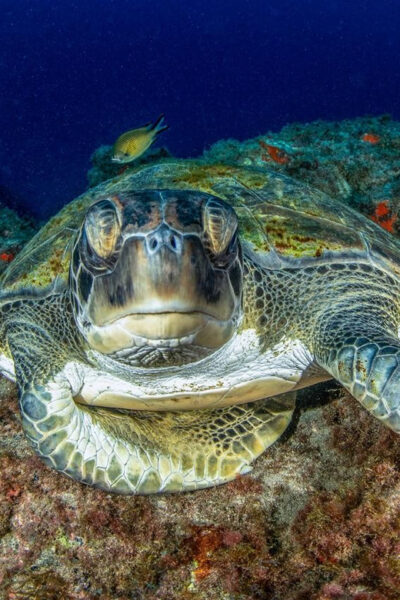 Tenerife: Scuba Diving Experience for Every Level - A 2.5-Hour Plan Built Around Calm Skill Practice