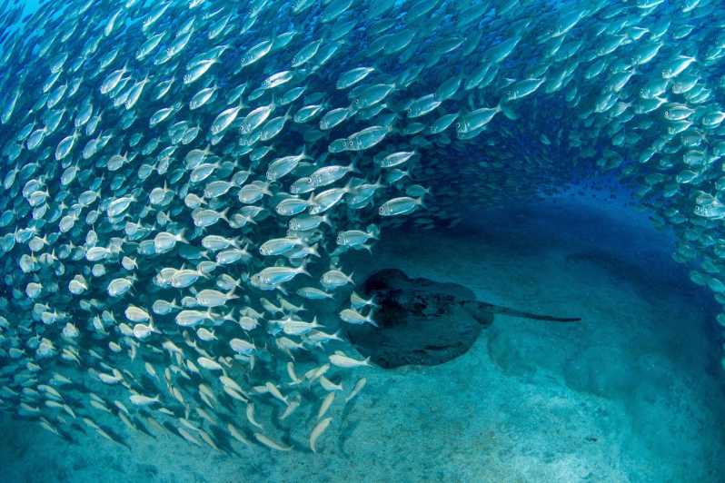 Tenerife: Scuba Diving Experience for Every Level - Who Should Book This Scuba Session in Tenerife