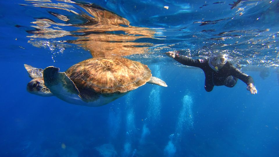 Tenerife: Snorkel with Turtles - Key things to know before you go
