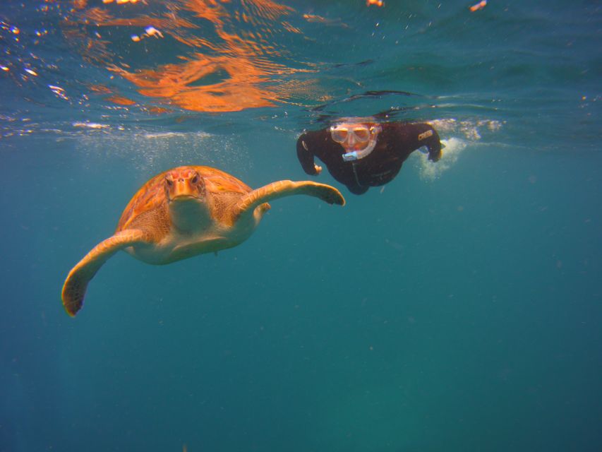 Tenerife: Snorkel with Turtles - Tenerife Turtle Snorkeling: What the 2 Hours Actually Add Up To