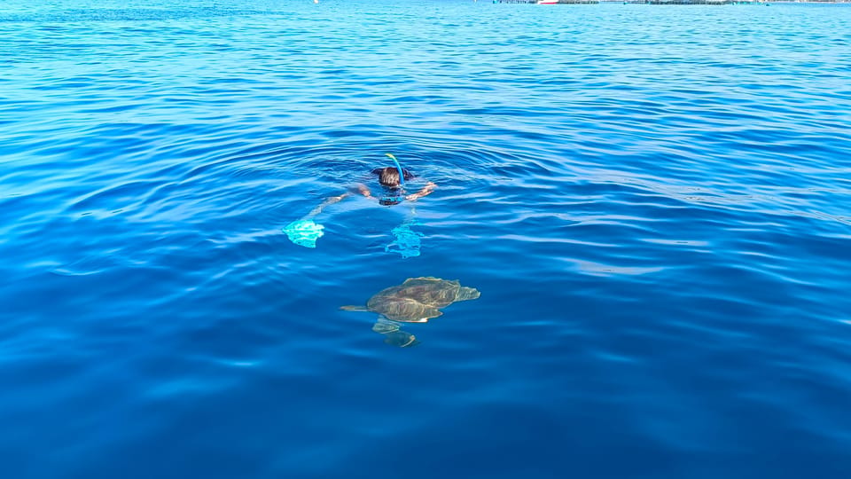 Tenerife: Snorkel with Turtles - Your One Hour in the Water: How Turtle Sightings Work