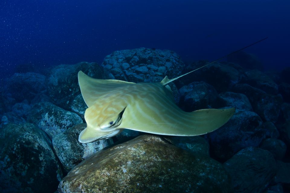 Tenerife: Snorkel with Turtles - Photos and Memories: Free Pictures, Plan for Your Own Close-Ups